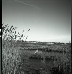 Marsh