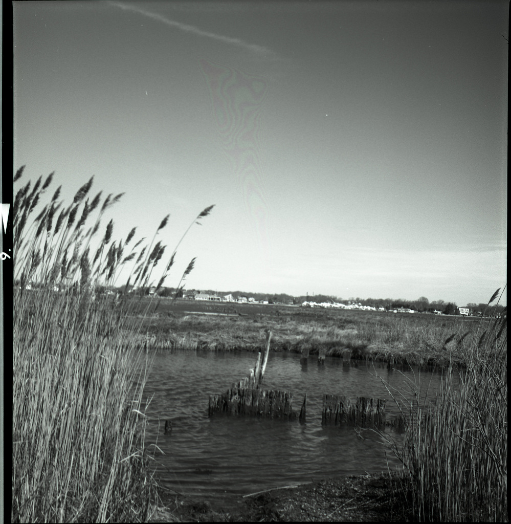Marsh