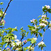 Looks good against the blue sky
