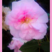 Rosa o Camellia japonica de Reyes