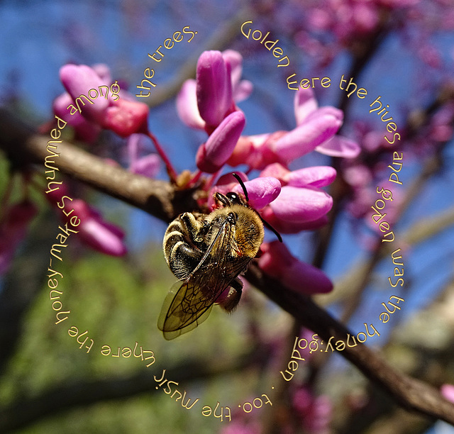 Redbud with Honey Bee