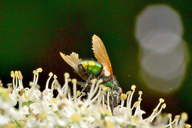 Ragged Greenbottle!