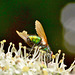 Ragged Greenbottle!