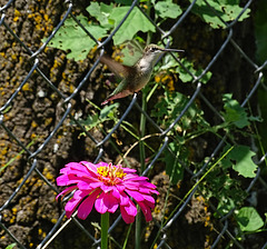 Ruby Throated Hummingbird (f) on a Zinnia