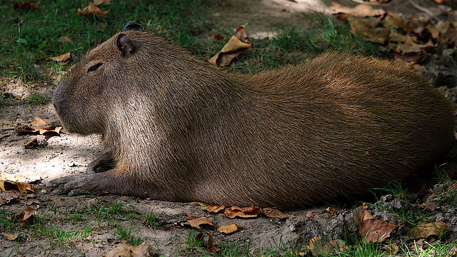 Pose académique d'un capybara