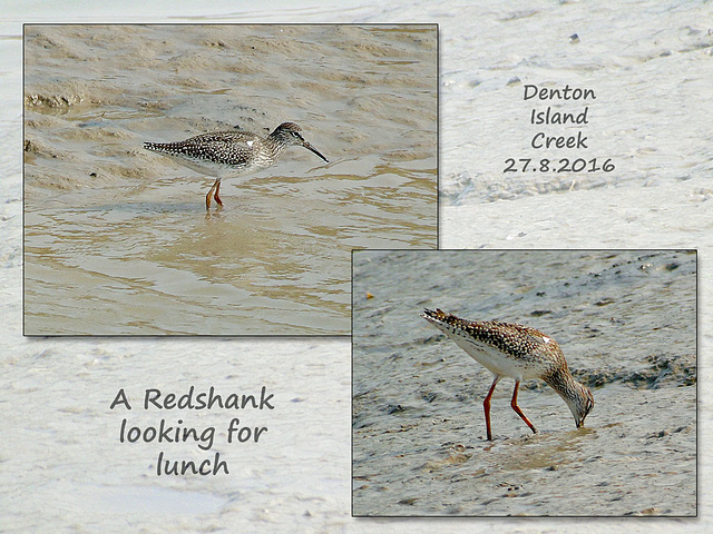 Redshank Newhaven 27 8 2016