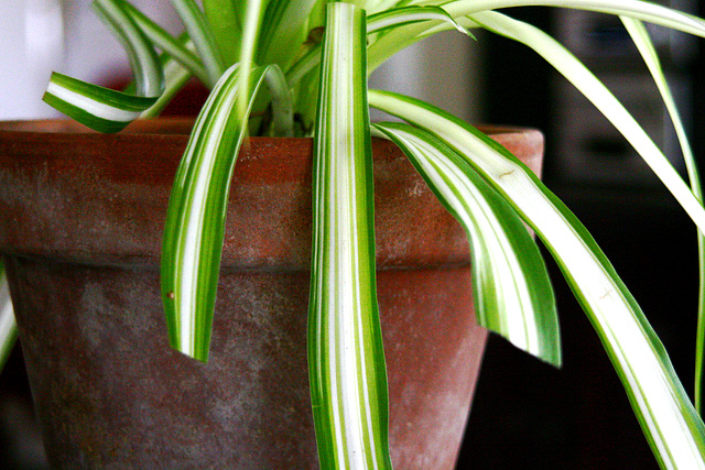 Spider Plant