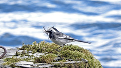 Pied Wagtail nest building