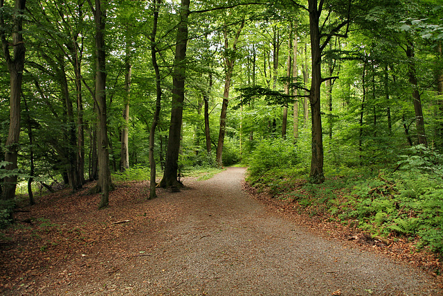 Weg am Waldrand (Gevelsberg) / 24.06.2018