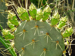 Day 4, cactus, Bishop City Park, South Texas