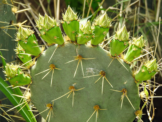 Day 4, cactus, Bishop City Park, South Texas