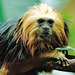Lion tamarin (2)