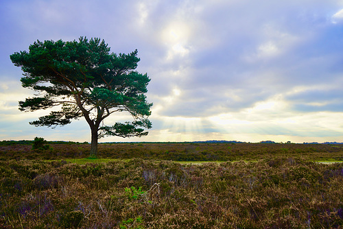 Lone tree on the New Forest