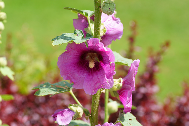 Stockrose in Pink