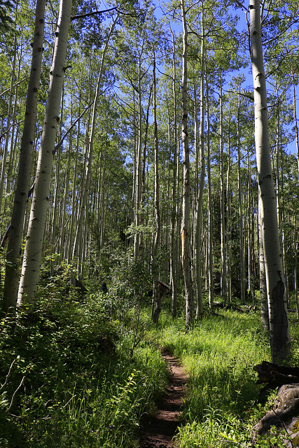 Maroon-Snowmass Trail