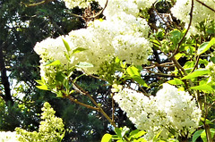 White lilac.