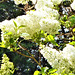 White lilac.