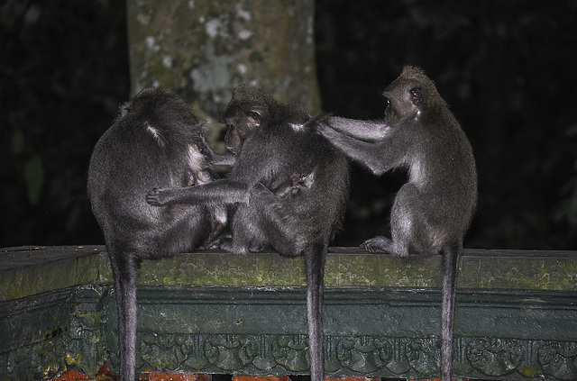 Bali Monkey Forrest