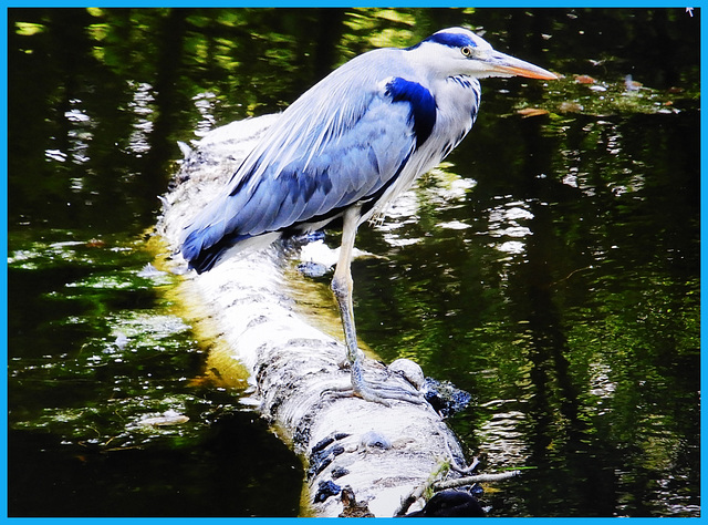 Heron bluegray