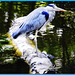 Heron bluegray