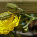 20240625 0390CPw [D~LIP] Kleinköpfiger Pippau (Crepis capillaris), Wiesenwanze (Lygus pratensis) [Nymphe], BS