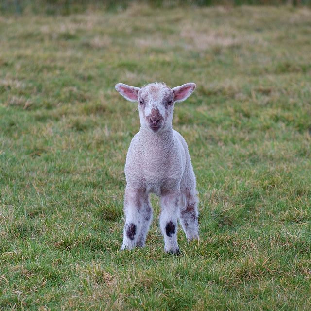 Derbyshire Gritstone Lamb