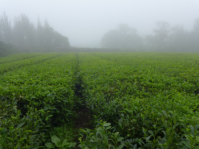 São Miguel Island / Azores