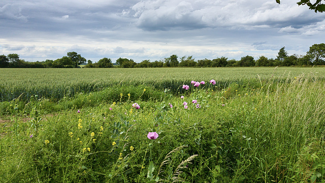 Summer Fields