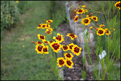 Coreopsis tinctoria