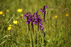 Green-veined Orchid Group