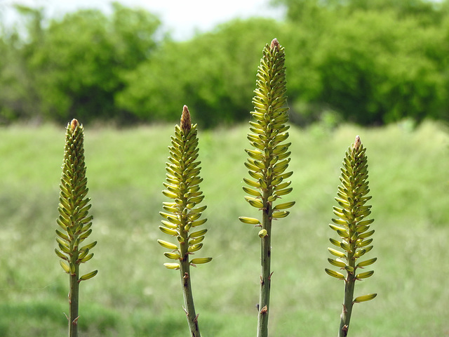 Day 4, Aloe vera flowers, Bishop City Park