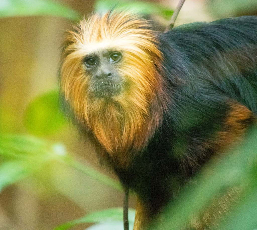 Lion tamarin