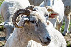 Sheep-DSD2478