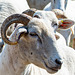 Sheep-DSD2478
