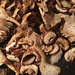 mushrooms, to be had with the last of Matt's wild garlic sourdough