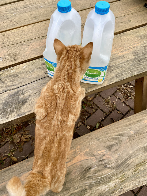 Cat examining milk cans