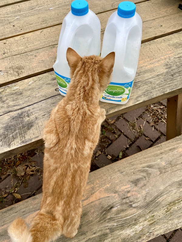 Cat examining milk cans