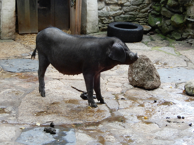 Zoo Görlitz 39