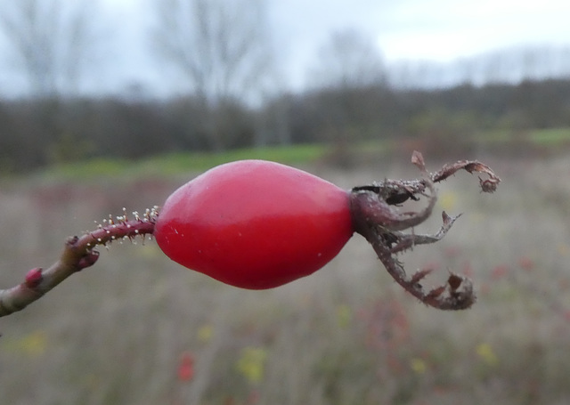 Hagebutte im Dezember Hagebutte im Dezember