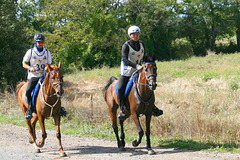 Chapionnat mondial d'endurance équestre  8 Septembre 2024 .Monpazier 24 (Périgord Pourpre)