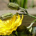 20240625 0391CPw [D~LIP] Kleinköpfiger Pippau (Crepis capillaris), Wiesenwanze (Lygus pratensis) [Nymphe], BS