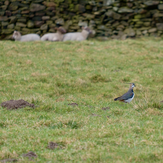 Lapwing