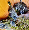 Kohlmeisen-Nestlinge  (2 pips)