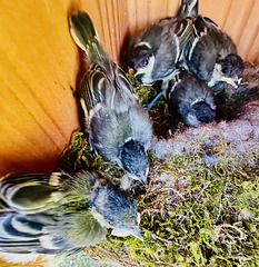 Kohlmeisen-Nestlinge  (2 pips)