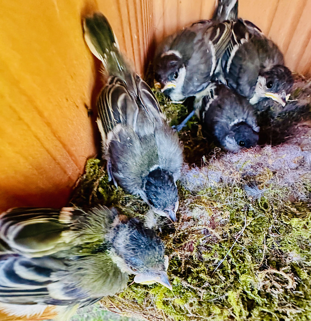 Kohlmeisen-Nestlinge  (2 pips)