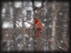 Cardinal on vine with snow