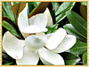 White Magnolia