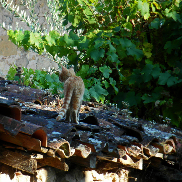 chat sur un toit brûlant