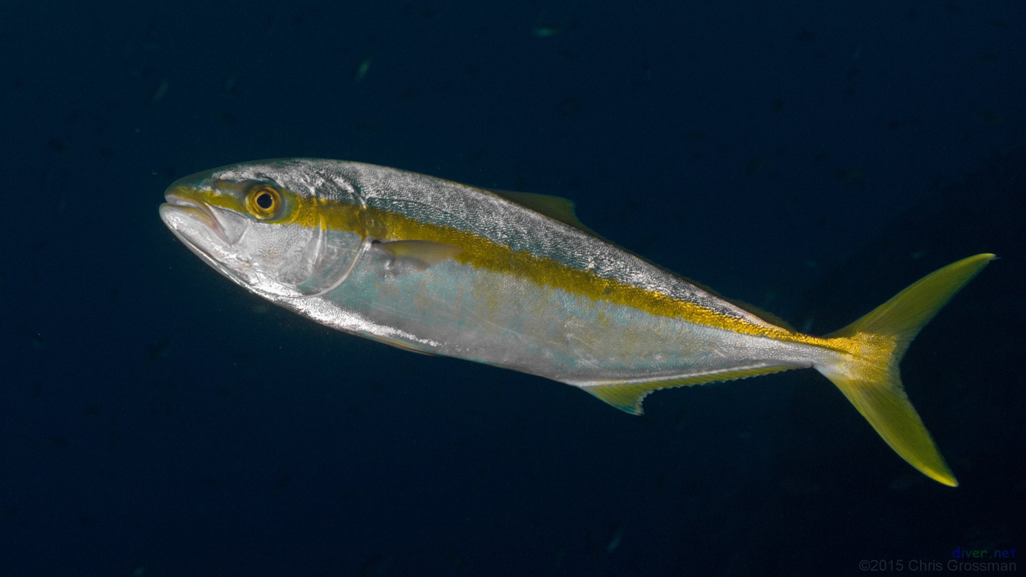 Seriola lalandi dorsalis (California Yellowtail), Santa Catalina Island, California - Olympus E-520 - Zuiko 14-42mm f/3.5-5.6