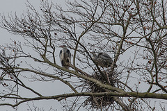 20160303 0130VRAw [D~BI] Graureiher (Ardea cinerea), Tierpark Olderdissen, Bielefeld